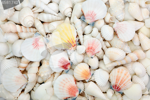 Image of Seashell Abstract Background