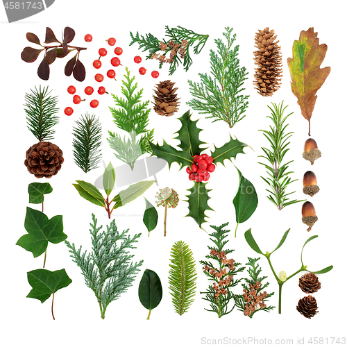 Image of Winter Flora and Fauna