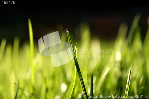 Image of Blurry grass blades