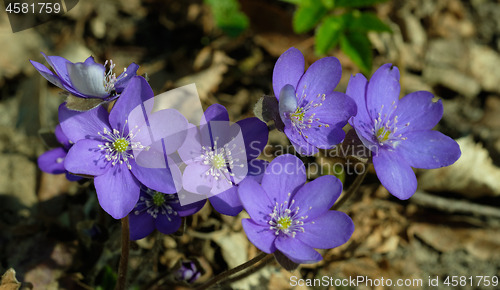 Image of Round-lobed hepatica close-up