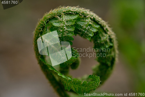 Image of Fern frond closeup in springtime