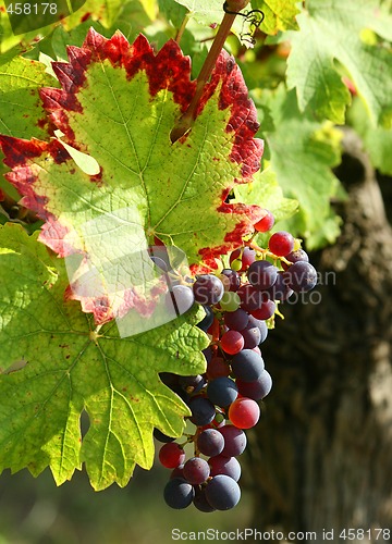 Image of Purple grapes detail