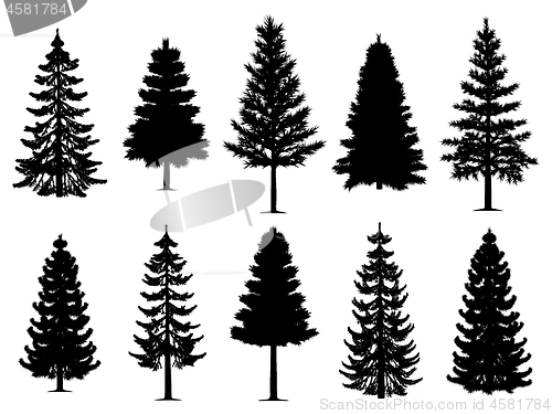 Image of Pine fir trees collection