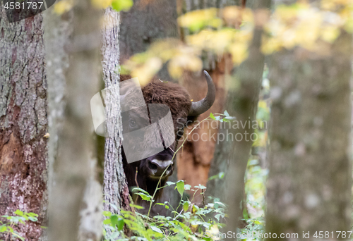 Image of European bison(Bison bonasus) bull