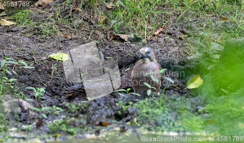 Image of Eurasian jay (Garrulus glandarius) male on ground