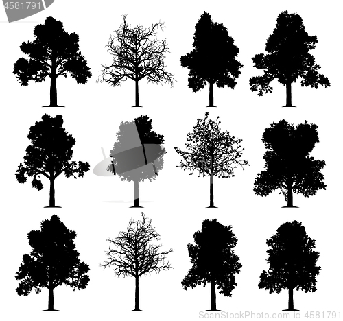 Image of Oak trees