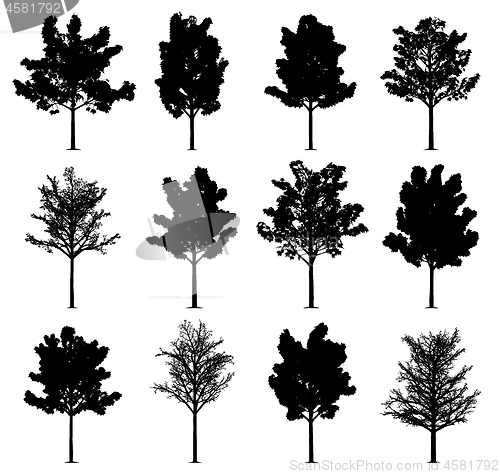 Image of Maple trees