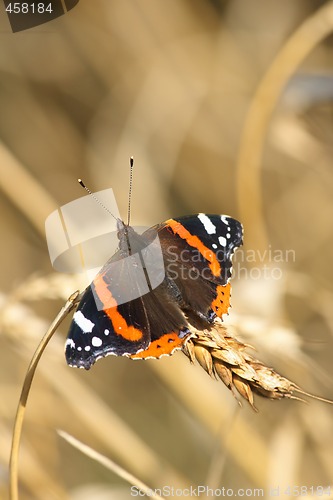 Image of Red Admiral