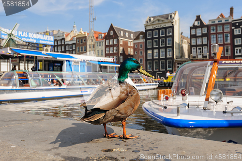 Image of Dancing Canal Houses of Damrak, Amsterdam, Netherlands