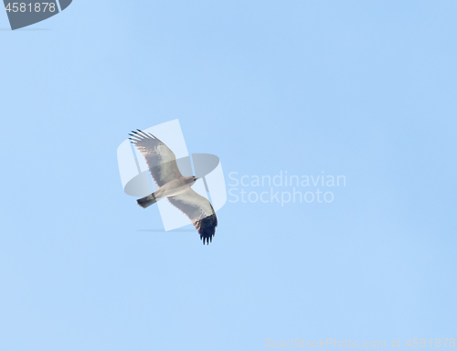 Image of Booted Eagle on Autumn Migration