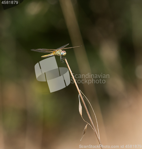 Image of Dragonfly in Andalucia