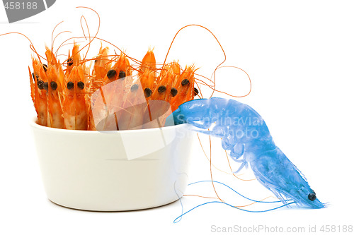 Image of Blue shrimp escape