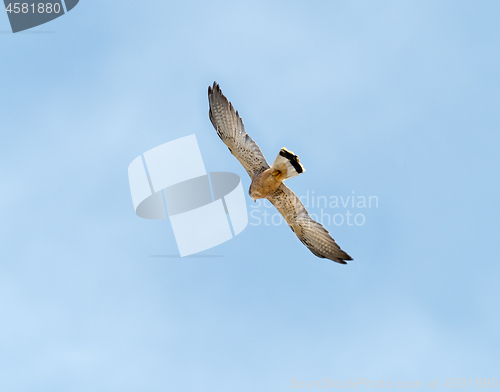 Image of Lesser Kestrel in Flight