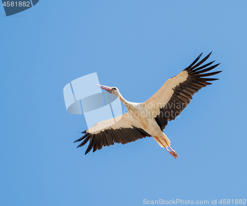 Image of White Stork on Autumn Migration