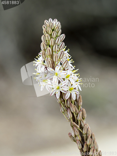 Image of Asphodel in Andalucia