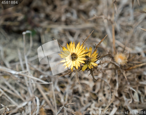 Image of Carlina racemosa