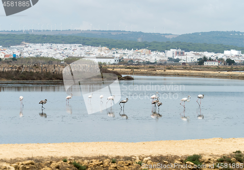 Image of Greater Flamingos in Andalucia