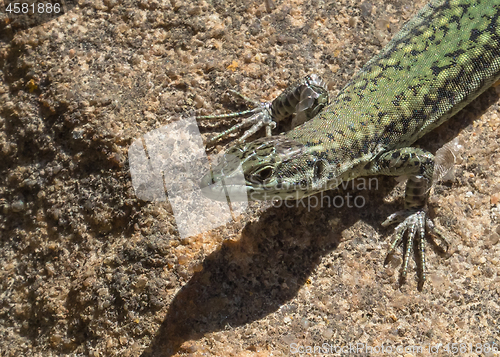 Image of Iberian Wall Lizard Head Shot