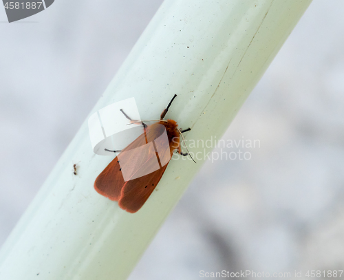 Image of Ruby Tiger Moth