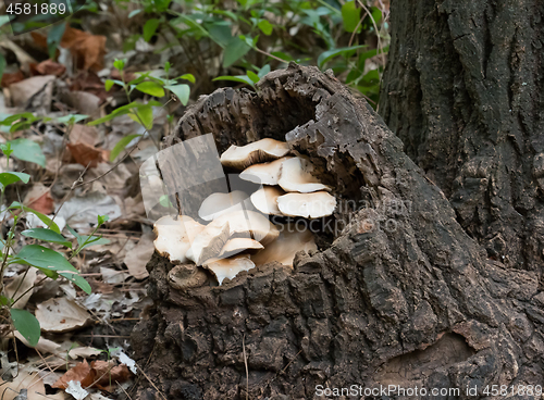 Image of Fungi in Tree Stump