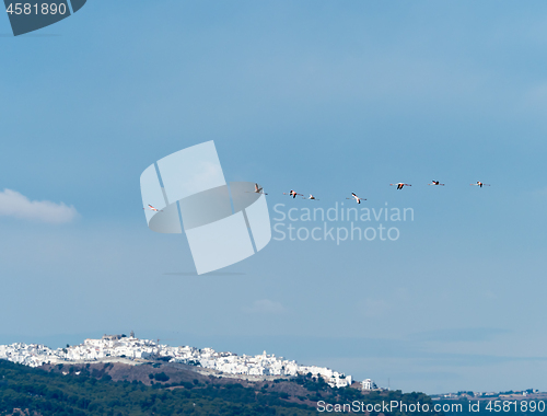 Image of Greater Flamingos over Barbate Salt Pans