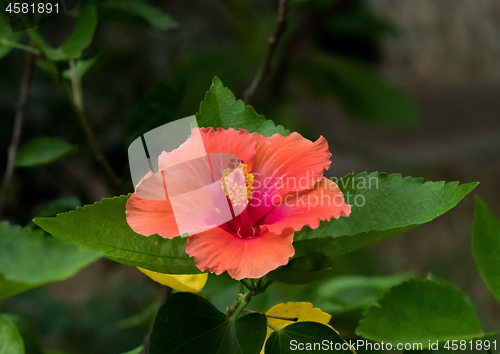 Image of Hibiscus Flower in Andalucia