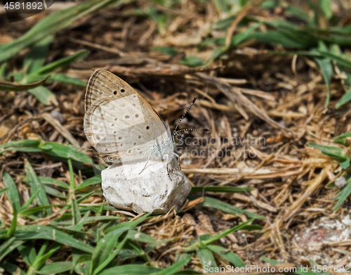 Image of African Grass Blue Butterfly in Andalucia