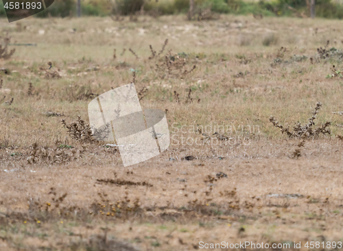 Image of Dotterel in Andalucia