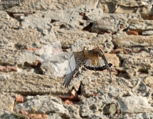 Image of Lesser Kestrel