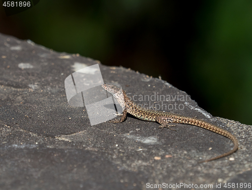 Image of Wall Lizard in Andalucia