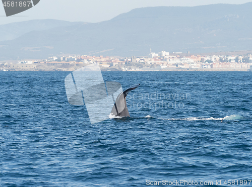 Image of Sperm Whale Diving Showing Flukes