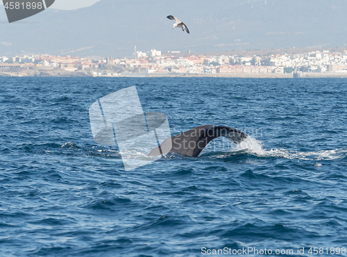 Image of Sperm Whale Diving Showing Flukes