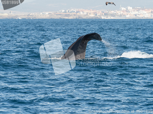 Image of Sperm Whale Diving Showing Flukes