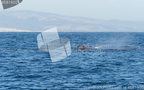 Image of Sperm Whales in The Straits of Gibraltar