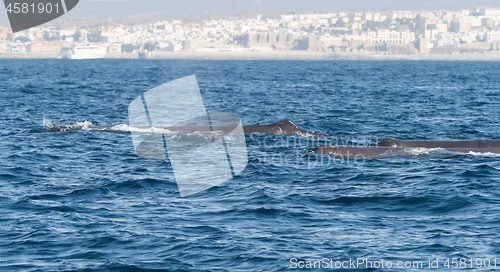 Image of Sperm Whales in The Straits of Gibraltar