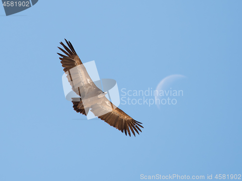 Image of Griffon Vulture