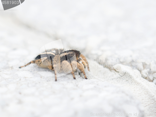 Image of Aelurillus cf luctuosus Jumping Spider