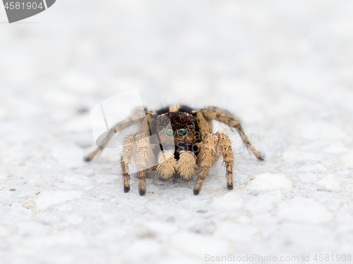 Image of Jumping Spider