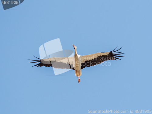 Image of White Stork on Autumn Migration