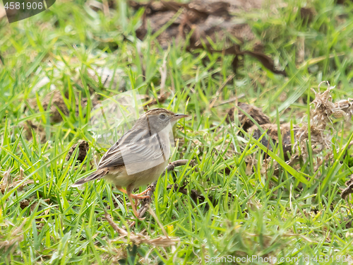 Image of Zitting Cisticola in Andalucia