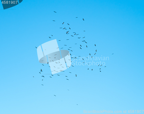 Image of Black Storks Rising on a Thermal 