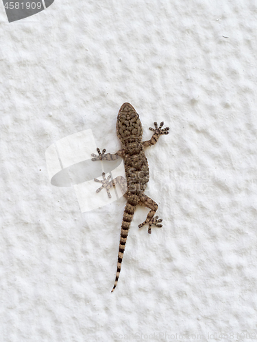 Image of Mediterranean House Gecko on Wall