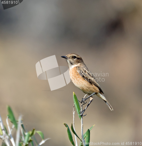 Image of European Stonechat Female Perched on Twig 