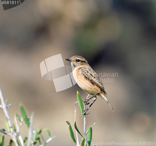 Image of European Stonechat Female Perched on Twig