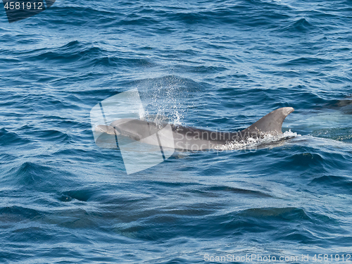 Image of Bottlenose Dolphin