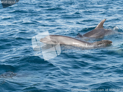 Image of Bottlenose Dolphin