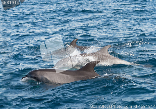 Image of Bottlenose Dolphin