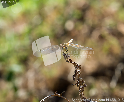 Image of Skimmer Dragonfly