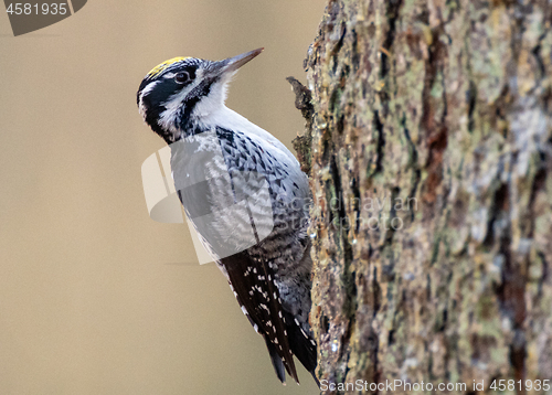 Image of Eurasian Three-toed woodpecker (Picoides tridactylus) close up