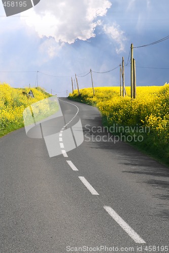 Image of Through the rape fields